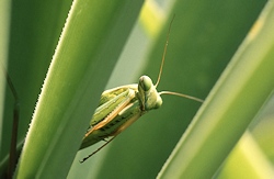 Wilde Tiere der Toskana